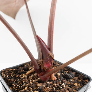 Anthurium Zara '29' x Dark and Handsome '9' by DocBlock® (wk18-Z)