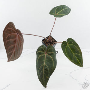 Anthurium Zara '29' x Dark and Handsome '9' by DocBlock® (wk19-Z)