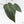 Anthurium Zara '29' x Dark and Handsome '9' by DocBlock® (wk19-Z)