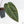 Anthurium Zara '29' x Dark and Handsome '9' by DocBlock® (wk19-Z)