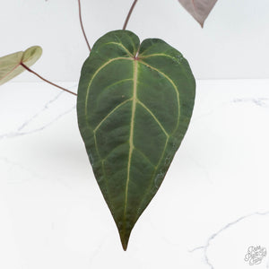 Anthurium Zara '29' x Dark and Handsome '9' by DocBlock® (wk19-Z)
