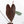 Anthurium  Zara '29' x  Dark and Handsome '9' by DocBlock® (wk22-O)