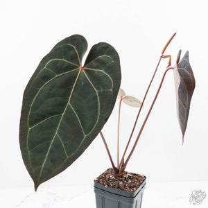 Anthurium  Zara '29' x  Dark and Handsome '9' by DocBlock® (wk22-O)