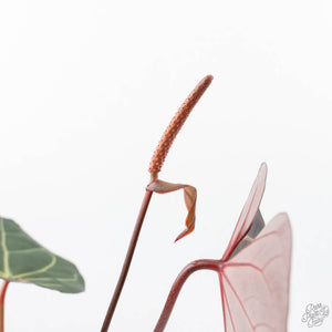 Anthurium  Zara '29' x  Dark and Handsome '9' by DocBlock® (wk22-O)