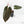 Anthurium  Zara '29' x  Dark and Handsome '9' by DocBlock® (wk23-J)