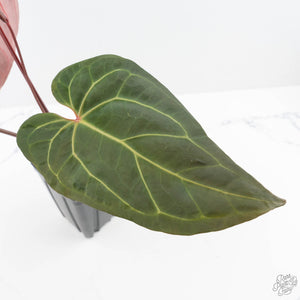 Anthurium  Zara '29' x  Dark and Handsome '9' by DocBlock® (wk23-J)