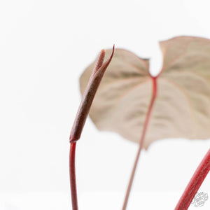 Anthurium  Zara '29' x  Dark and Handsome '9' by DocBlock® (wk23-J)