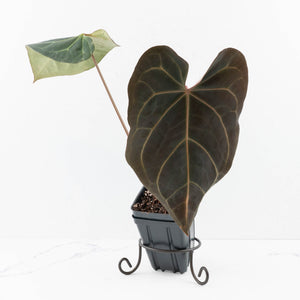 Anthurium  Zara '29' x  Dark and Handsome '9' by DocBlock® (wk30-H)