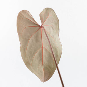 Anthurium  Zara '29' x  Dark and Handsome '9' by DocBlock® (wk30-H)