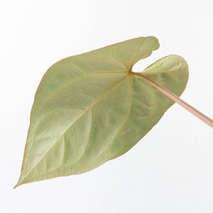 Anthurium  Zara '29' x  Dark and Handsome '9' by DocBlock® (wk30-H)