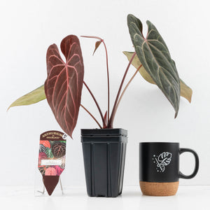Anthurium  Zara '29' x  Dark and Handsome '9' by DocBlock® (wk31-F)