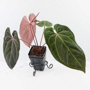 Anthurium  Zara '29' x  Dark and Handsome '9' by DocBlock® (wk31-F)