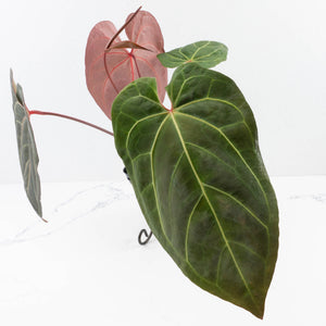 Anthurium  Zara '29' x  Dark and Handsome '9' by DocBlock® (wk31-F)