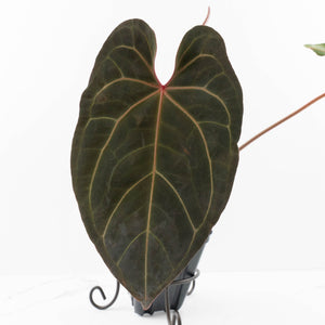 Anthurium  Zara '29' x  Dark and Handsome '9' by DocBlock® (wk31-F)