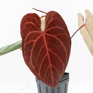 Anthurium  Zara '29' x  Dark and Handsome '9' by DocBlock® (wk31-F)