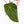 Anthurium  Zara '29' x  Dark and Handsome '9' by DocBlock® (wk31-F)