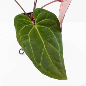 Anthurium  Zara '29' x  Dark and Handsome '9' by DocBlock® (wk31-F)