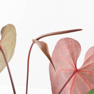 Anthurium  Zara '29' x  Dark and Handsome '9' by DocBlock® (wk31-F)