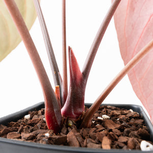 Anthurium  Zara '29' x  Dark and Handsome '9' by DocBlock® (wk31-F)