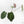 Anthurium Zara '29' x Zara '3' by DocBlock® (wk18-P)