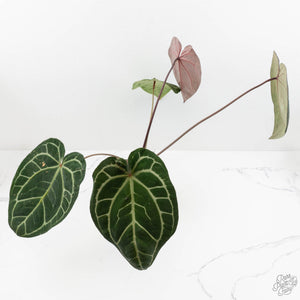 Anthurium Zara '29' x Zara '3' by DocBlock® (wk18-P)
