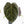 Anthurium Zara '29' x Zara '3' by DocBlock® (wk18-P)