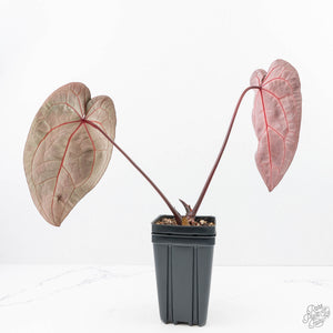 Anthurium  Zara '29' x  Zara '3' by DocBlock® (wk22-J)