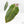 Anthurium  Zara '29' x  Dark and Handsome '9' by DocBlock (wk38-L187)