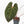 Anthurium  Zara '29' x  Dark and Handsome '9' by DocBlock (wk38-L187)