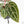 Anthurium Zara '29' × (Michelle® x Zara '28') byDocBlock® (wk19-J)