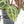 Anthurium Zara '29' × (Michelle® x Zara '28') byDocBlock® (wk19-J)