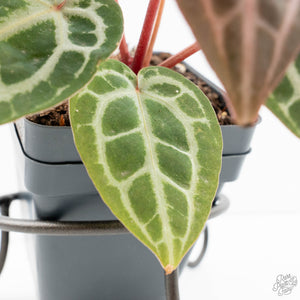 Anthurium Zara '29' × (Michelle® x Zara '28') byDocBlock® (wk19-J)