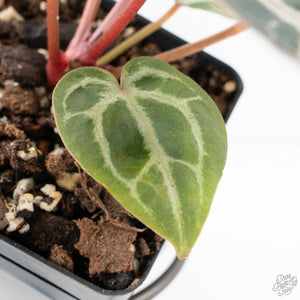 Anthurium Zara '29' × (Michelle® x Zara '28') byDocBlock® (wk19-J)