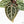 Anthurium Zara '29' × (Michelle® x Zara '28') byDocBlock® (wk19-J)