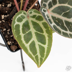 Anthurium Zara '29' × (Michelle® x Zara '28') byDocBlock® (wk19-J)