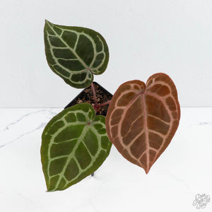 Anthurium Zara '29' × (Michelle® x Zara '28') byDocBlock® (wk19-Y)