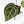 Anthurium Zara '29' × (Michelle® x Zara '28') byDocBlock® (wk19-Y)