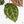 Anthurium Zara '29' × (Michelle® x Zara '28') byDocBlock® (wk19-Y)