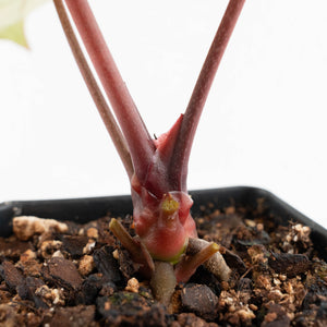 Anthurium Zara '29' × (Michelle® x Zara '28') byDocBlock® (wk19-Y)