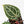 Anthurium Zara '29' × (Michelle® x Zara '28') byDocBlock® (wk29-H)