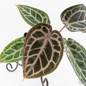 Anthurium Zara '29' × (Michelle® x Zara '28') byDocBlock® (wk29-H)