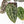 Anthurium Zara '29' × (Michelle® x Zara '28') byDocBlock® (wk29-H)