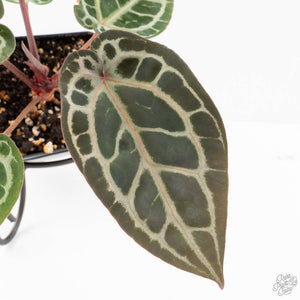 Anthurium Zara '29' × (Michelle® x Zara '28') byDocBlock® (wk29-H)