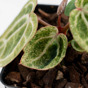 Variegated Anthurium Zara '29' x (Michelle x Zara '28') by DocBlock (wk44-U201)