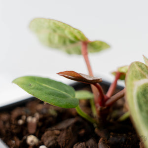 Variegated Anthurium Zara '29' x (Michelle x Zara '28') by DocBlock (wk44-U201)