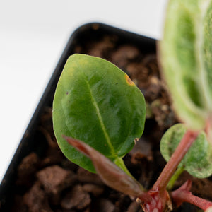 Variegated Anthurium Zara '29' x (Michelle x Zara '28') by DocBlock (wk44-U201)