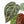 Anthurium Zara '29' × (Michelle® x Zara '28') byDocBlock® (wk25-C)