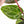 Anthurium Zara '29' × (Michelle® x Zara '28') byDocBlock® (wk25-C)