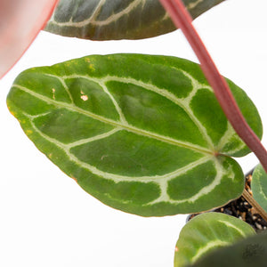 Anthurium Zara '29' × (Michelle® x Zara '28') byDocBlock® (wk25-C)