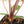 Anthurium Zara '29' × (Michelle® x Zara '28') byDocBlock® (wk25-C)